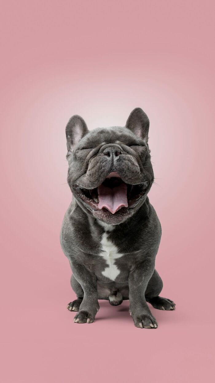Happy rescue puppy sitting on pink background, experiencing pure joy while trying peanut butter for the first time
