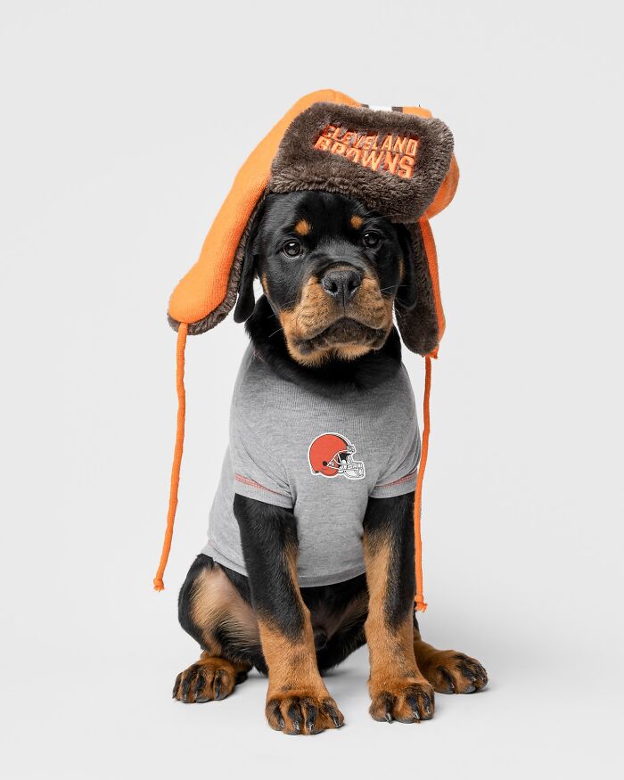 Rescue puppy wearing a Cleveland Browns hat and shirt, sitting and looking at the camera in a studio setting.