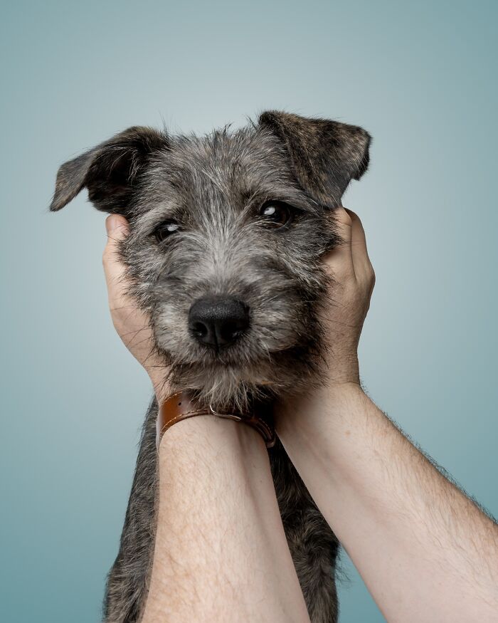 Rescue puppies gently held by hands, experiencing joy with peanut butter for the first time, close-up portrait.