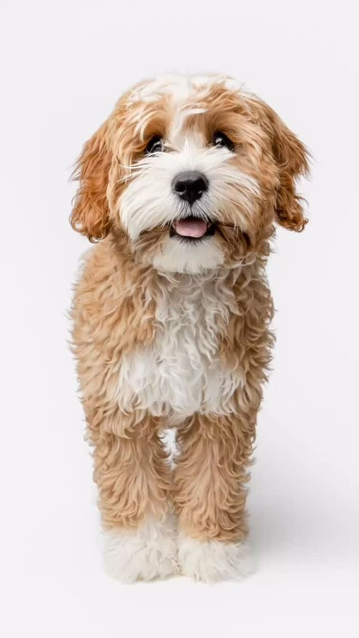 Fluffy rescue puppy standing happily with its tongue slightly out, showcasing pure joy and playful energy.