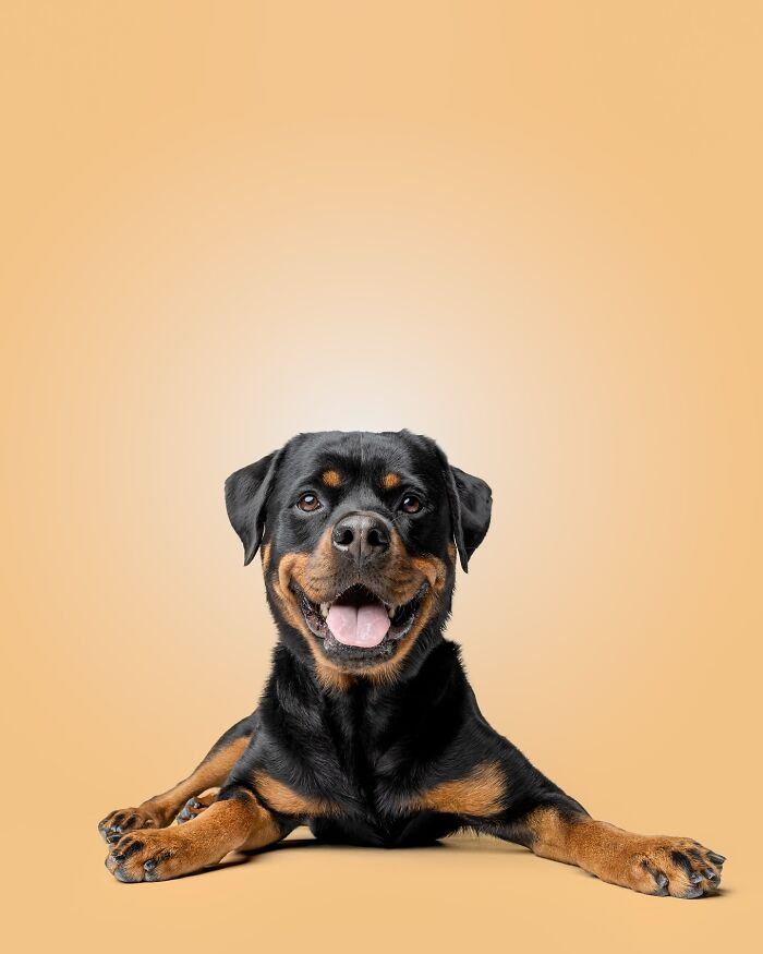 Happy rescue puppy lying down with tongue out, capturing pure joy after trying peanut butter for the first time