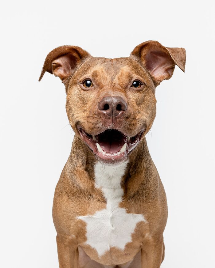 Happy rescue puppy smiling with ears perked up after trying peanut butter for the first time in a bright setting