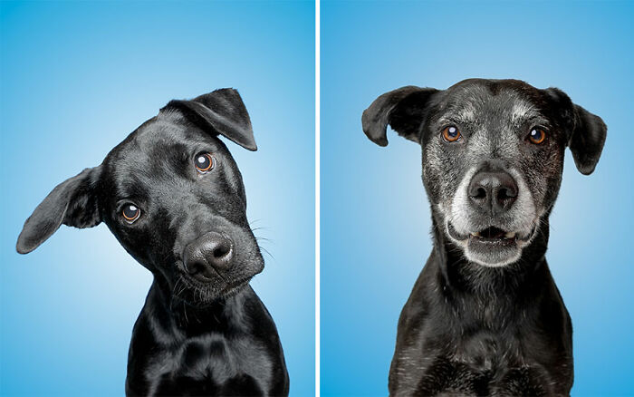 Two rescue puppies with curious expressions on a blue background, enjoying peanut butter for the first time.
