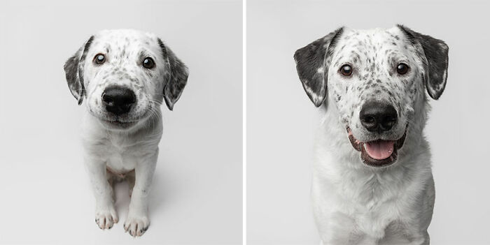 Two rescue puppies with spotted fur experiencing peanut butter for the first time, showing pure joy and curiosity.