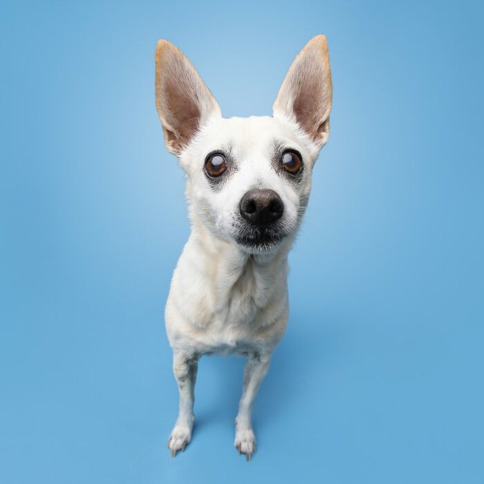 Rescue puppy with large ears standing on a blue background, showing curiosity and joy while trying peanut butter.