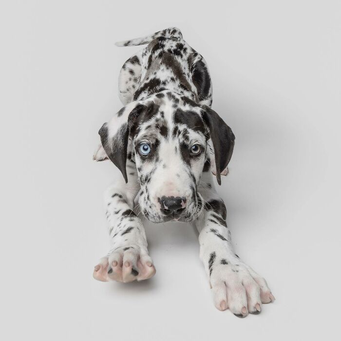 Rescue puppy with blue and brown eyes lying down, showing pure joy while trying peanut butter for the first time.