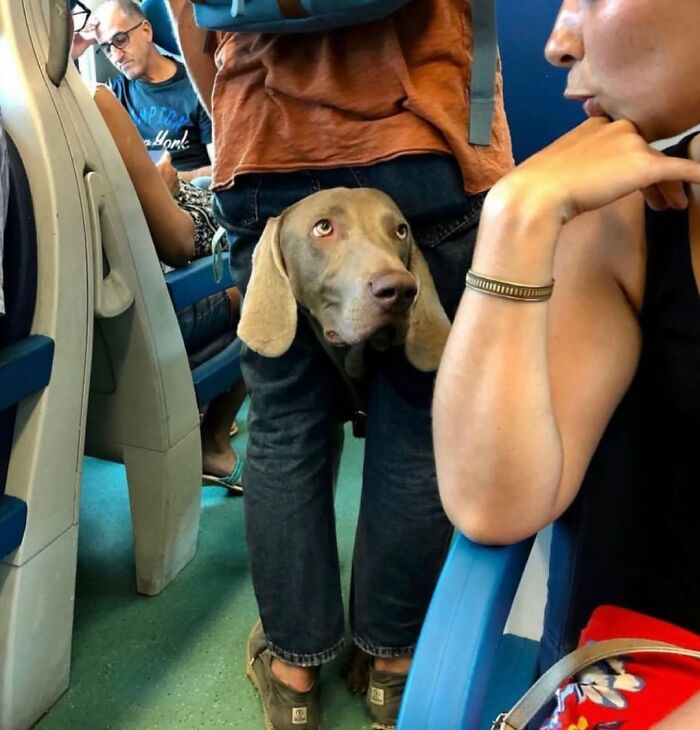 Random animal sighting of a dog poking its head between a person’s legs on public transportation.
