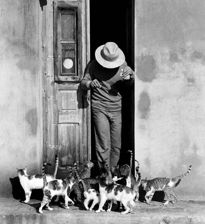 Man wearing a hat surrounded by a group of cats in a street setting, showcasing random animal sightings captured.