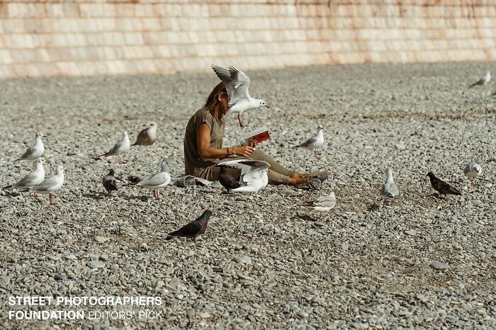 Person reading on a rocky street surrounded by random animal sightings of birds, capturing a perfect street moment.
