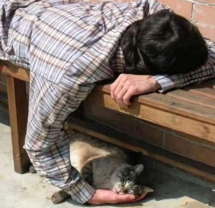 Man in plaid shirt lying on bench with cat resting head on his hand in a random animal street sighting moment