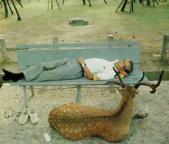 Man lying on a bench resting while a deer with antlers relaxes nearby in a random animal street sighting.