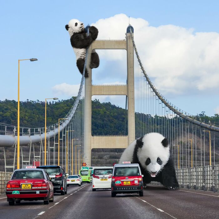 Giant pandas climbing and playing on a bridge in Hong Kong, edited with surreal panda effects.