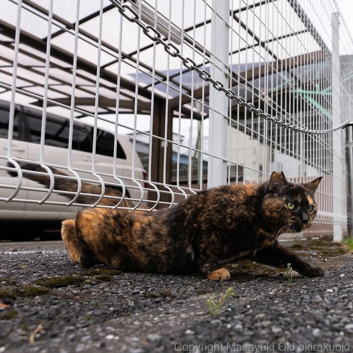 Tortoiseshell cat stretching on pavement near a white fence in entertaining cat pictures captured by Masayuki Oki.