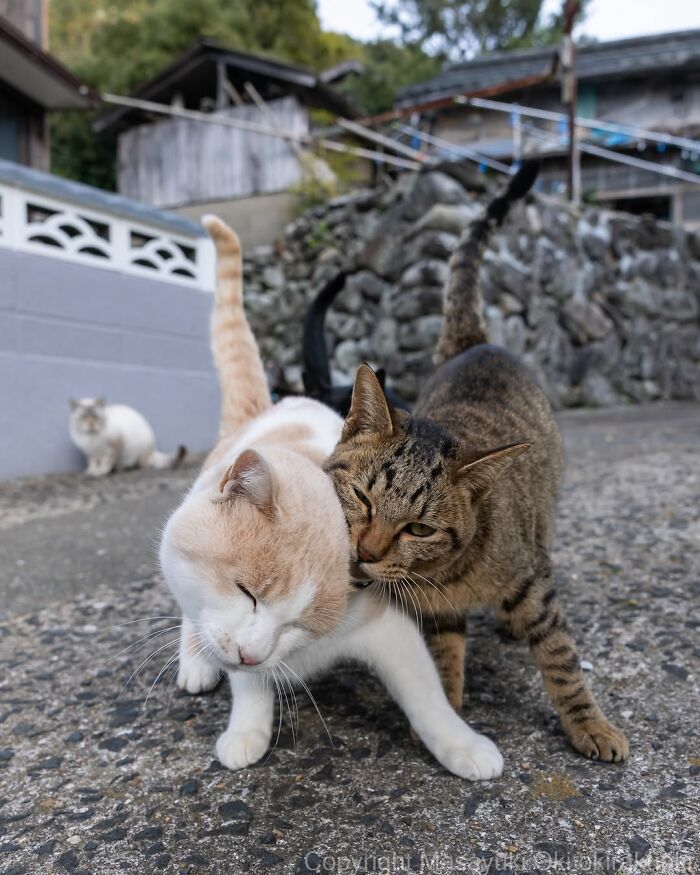 Two cats nuzzling affectionately on a stone pathway, captured in entertaining cat pictures by Masayuki Oki.