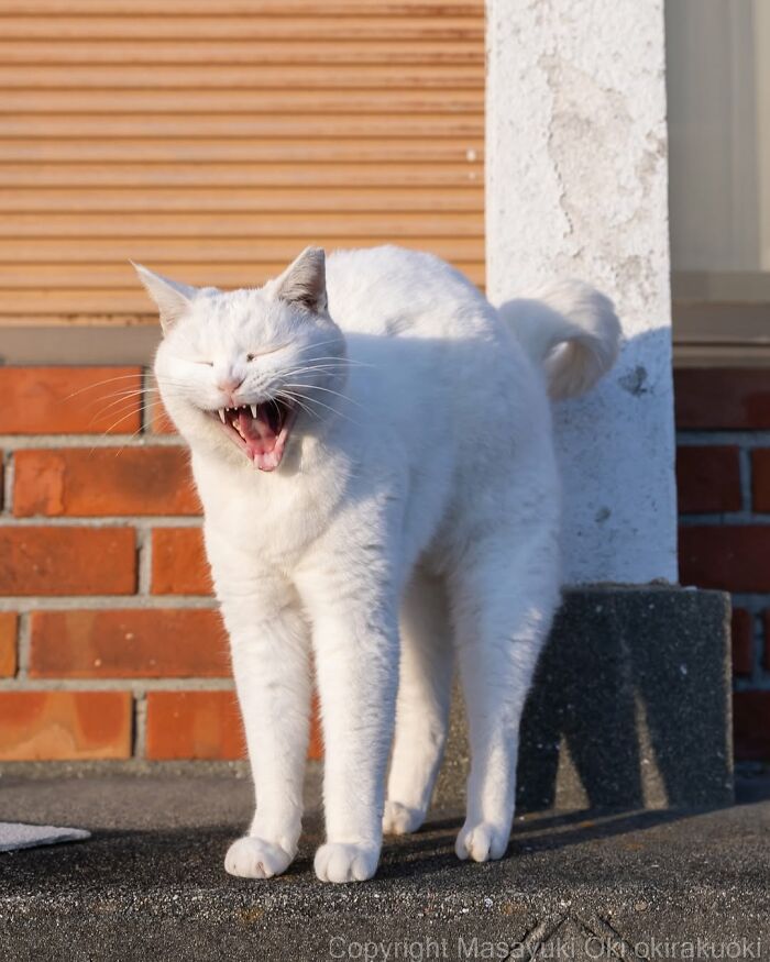 White cat with raised back and open mouth showing teeth standing outdoors in entertaining cat pictures by Masayuki Oki.