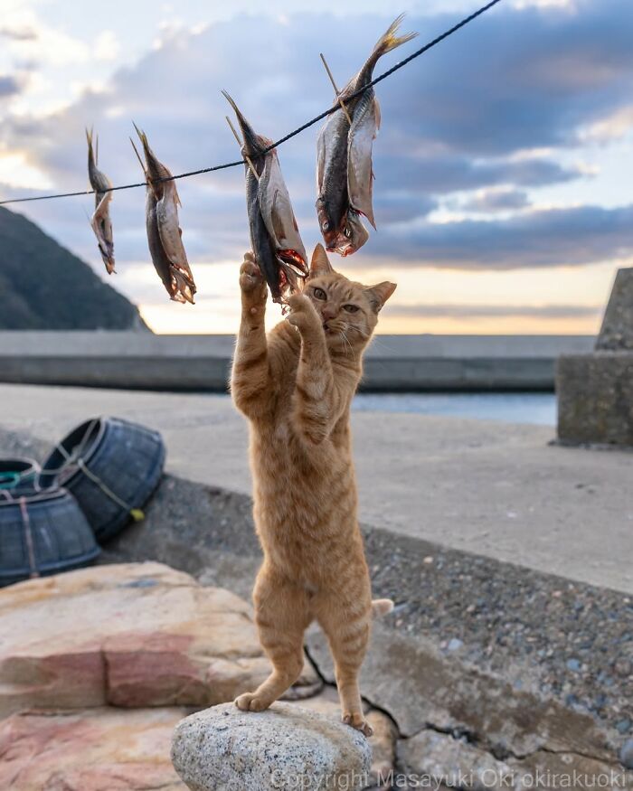Orange cat standing on a rock, reaching up to fish hanging on a line at sunset in an entertaining cat picture.