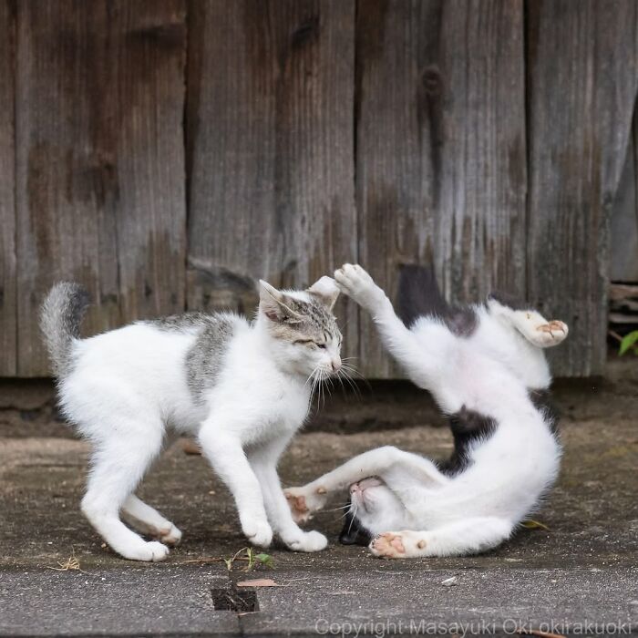 Two playful cats interacting outdoors near a wooden fence in entertaining cat pictures captured by Masayuki Oki.
