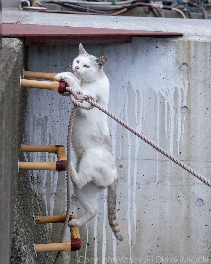 White and gray cat climbing a rope ladder on a concrete wall in entertaining cat pictures by Masayuki Oki.