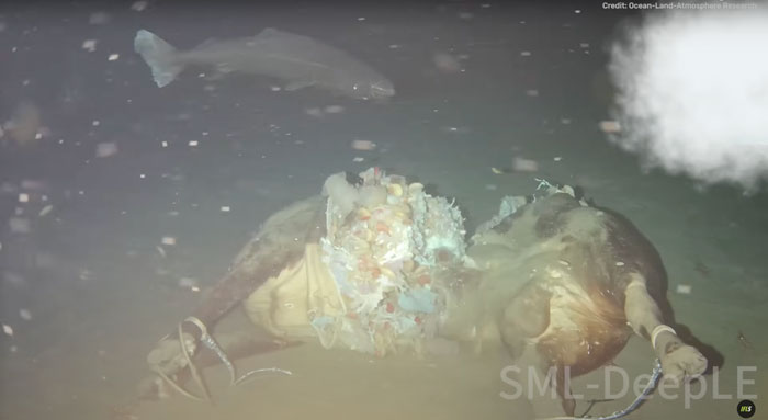 Cow dropped 1629 meters deep into sea with marine creatures feeding around the carcass on the ocean floor.