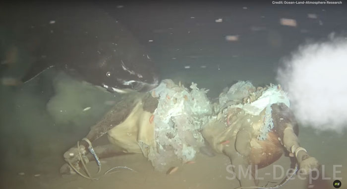 Deep-sea creatures feeding on a cow carcass dropped 1629 meters underwater during a scientific study.