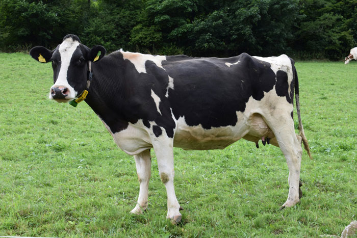 Black and white cow standing in green field with trees in background, related to scientists dropping cow 1629 meters deep into sea for study