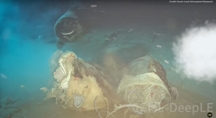 Deep-sea footage of cow carcass dropped 1629 meters underwater with marine creatures arriving to feed around it.
