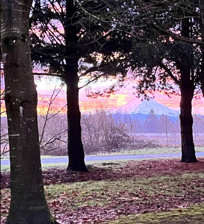 Mount Rainier, Washington, USA At Dawn. View From My Patio