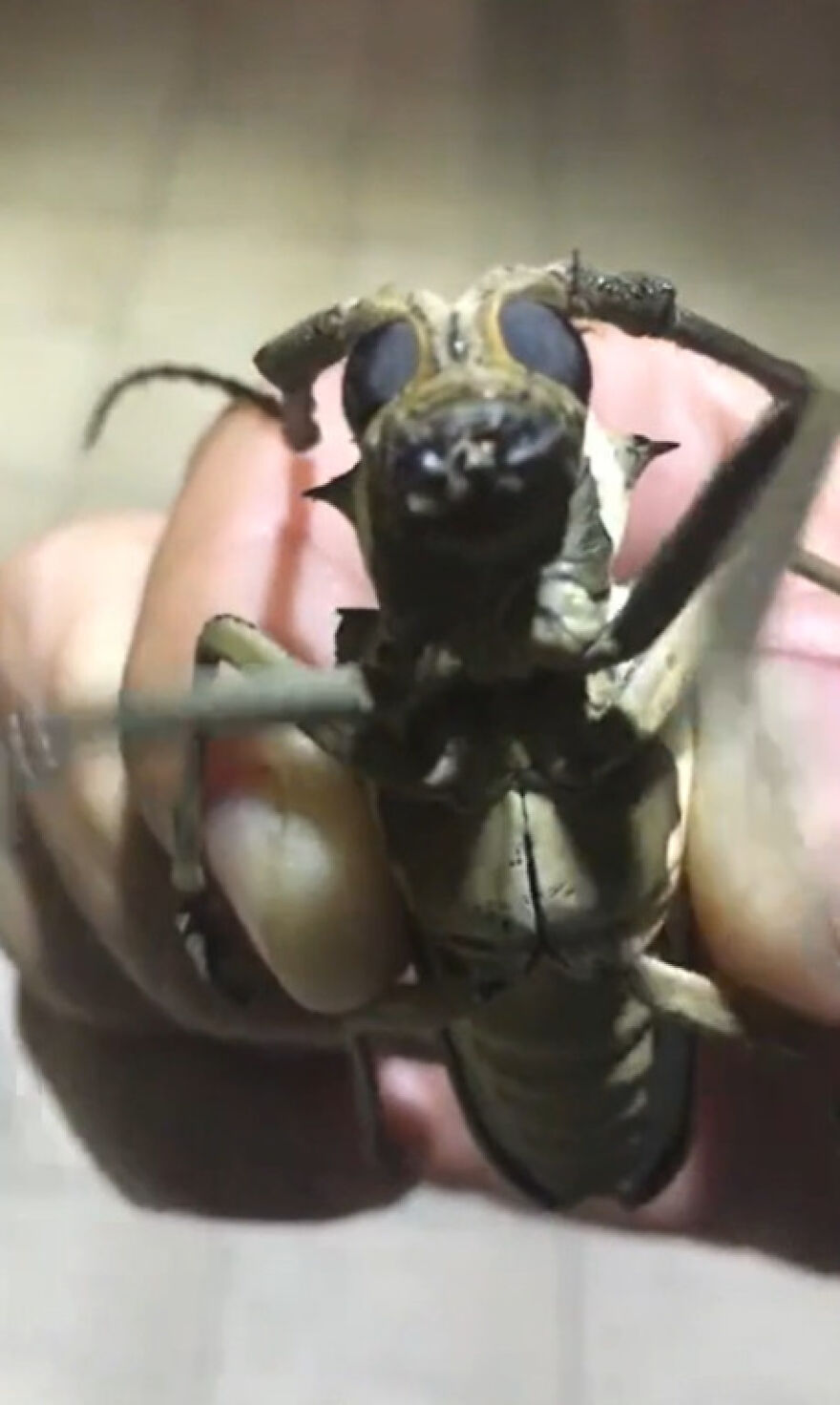 Close-up of a scary nature insect with large eyes and antennae held by fingers, showing creepy details in nature.