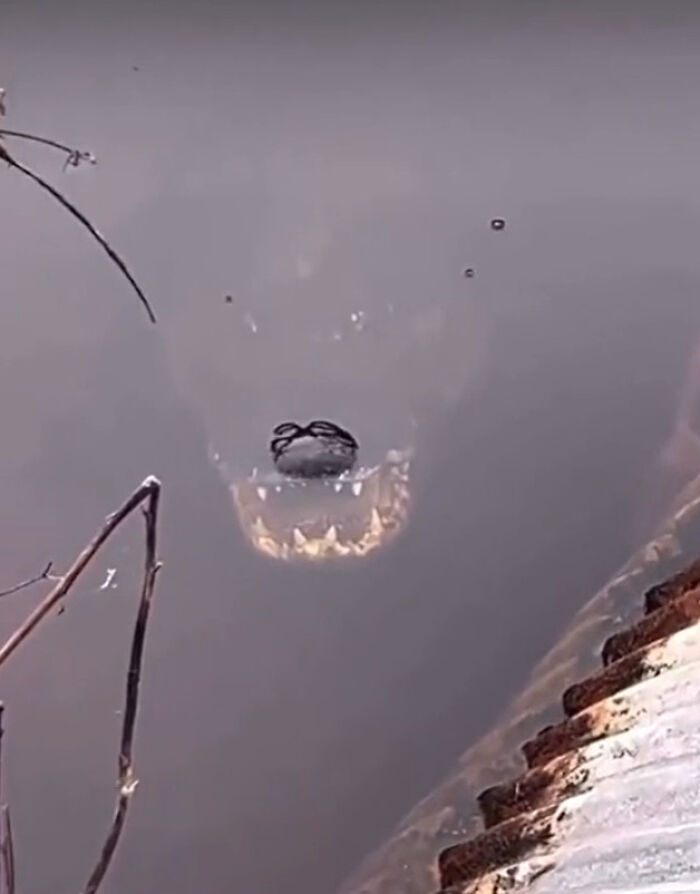 Caimán bajo el agua mostrando sus dientes afilados en una creación natural que provoca miedo.