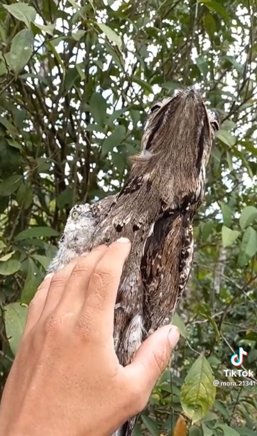 Person touching a camouflaged bird blending into tree branches in a nature scene showing scary nature moments.