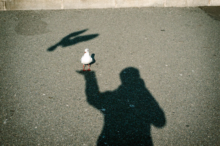 Shadow of a person holding a bird with another bird flying nearby, capturing daily life in Japan.
