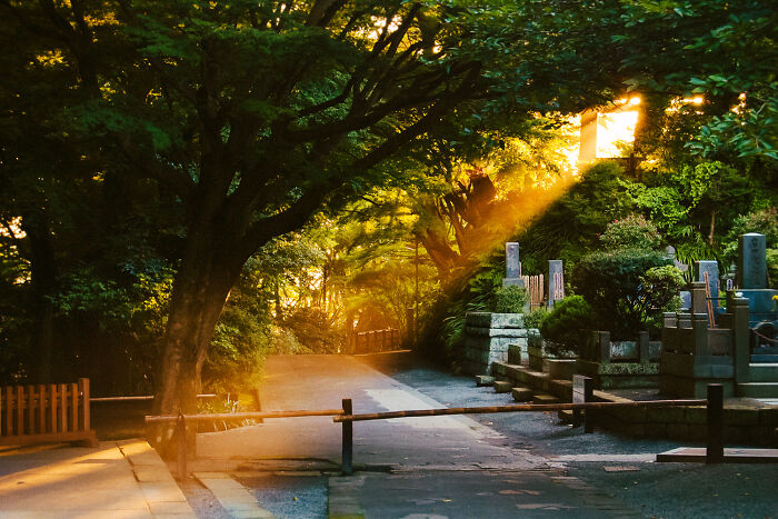 Sunlight streaming through trees onto a quiet pathway in a serene Japanese garden showing daily life in Japan.