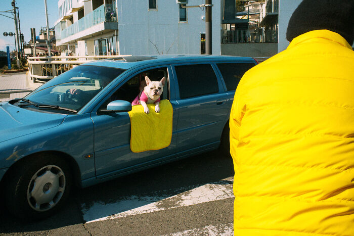 A dog looking out from a car window with a yellow cloth, capturing a moment of daily life in Japan by Shin Noguchi.