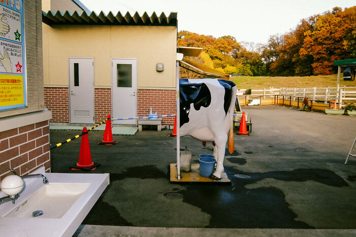 Artificial cow model outside a building with autumn trees in the background, depicting daily life in Japan.