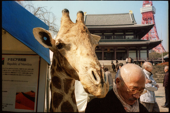 Giraffe and elderly man near temple and Tokyo Tower, capturing daily life in Japan by photographer Shin Noguchi.
