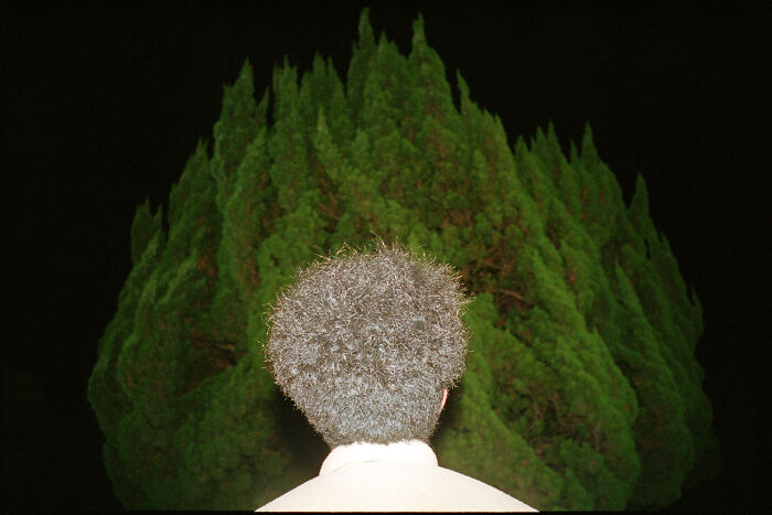Person with curly hair photographed from behind at night against large green tree, depicting daily life in Japan by Shin Noguchi.
