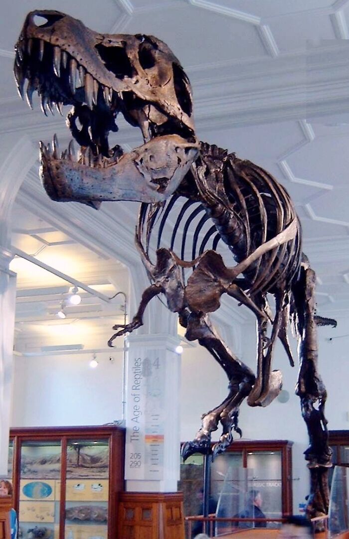 Tyrannosaurus rex skeleton displayed in a museum as one of the highest-value collectible items sold for millions.