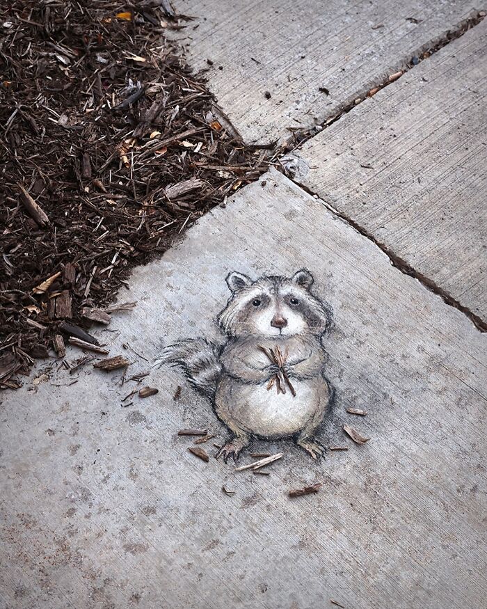 Chalk drawing of a raccoon on a sidewalk by David Zinn creating magical sidewalk art with chalk.