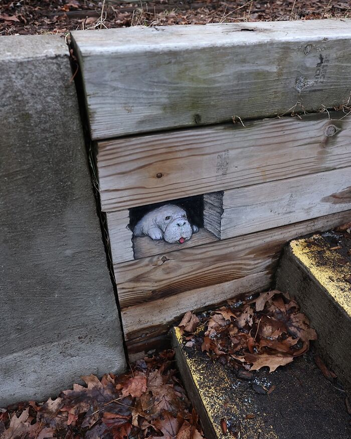Chalk art by David Zinn shows a dog peeking out from a wooden sidewalk crevice, blending into the natural surroundings.