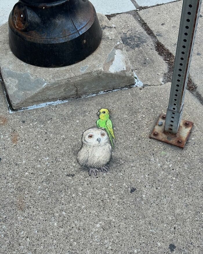 Chalk art on sidewalk shows an owl with a green bird on its head by David Zinn, creating a magical street scene.