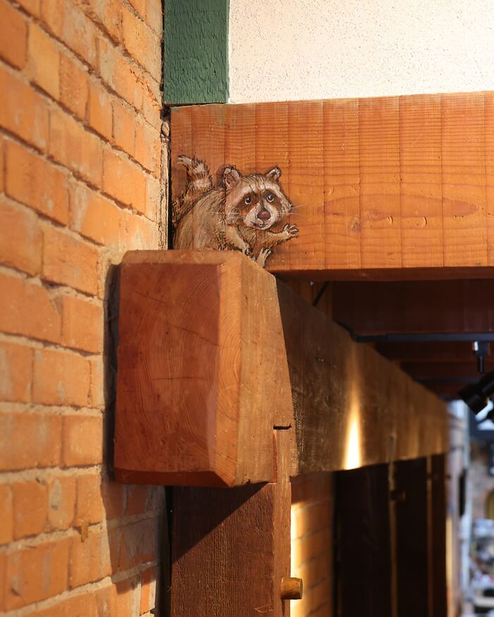 Chalk drawing of a raccoon tucked in a wooden beam corner, showcasing David Zinn sidewalk art blending with the environment.