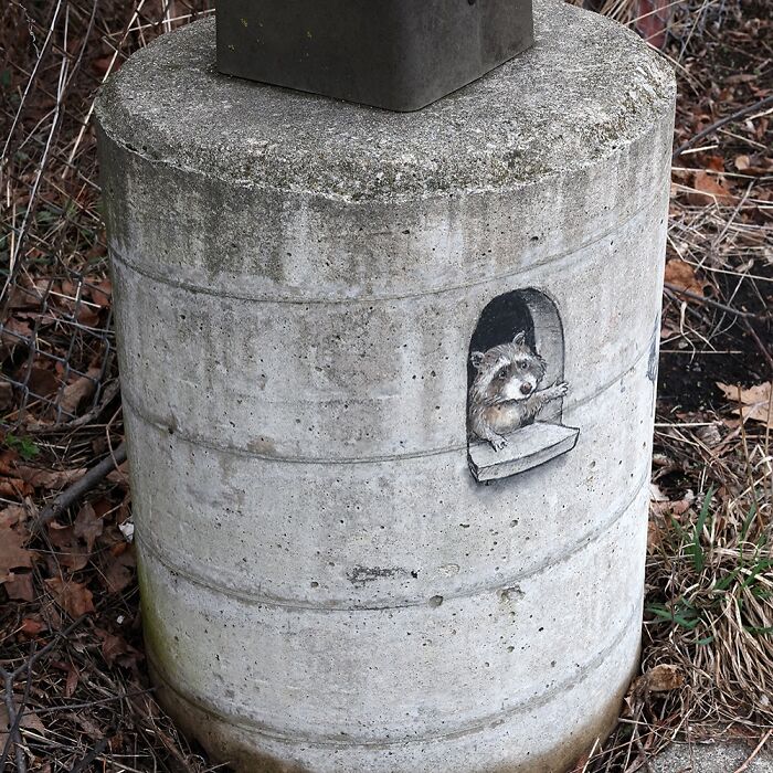 Chalk art by David Zinn of a raccoon peeking from a small window drawn on a concrete sidewalk structure outdoors.