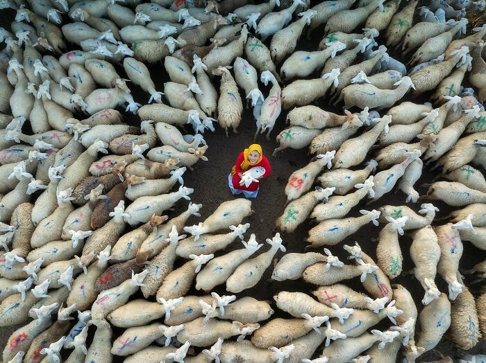 Woman in yellow headscarf holding a lamb surrounded by a large flock of sheep in an Asian rural setting, capturing the soul of Asia.