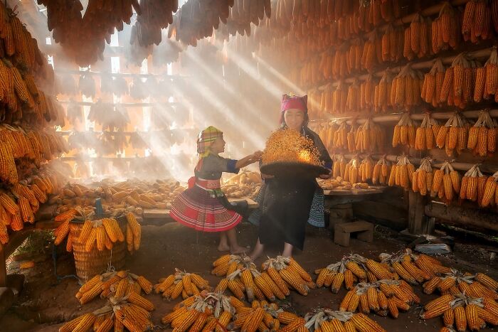 Two Asian women in traditional dress sorting corn in a sunlit room filled with hanging and piled corn, capturing the soul of Asia.