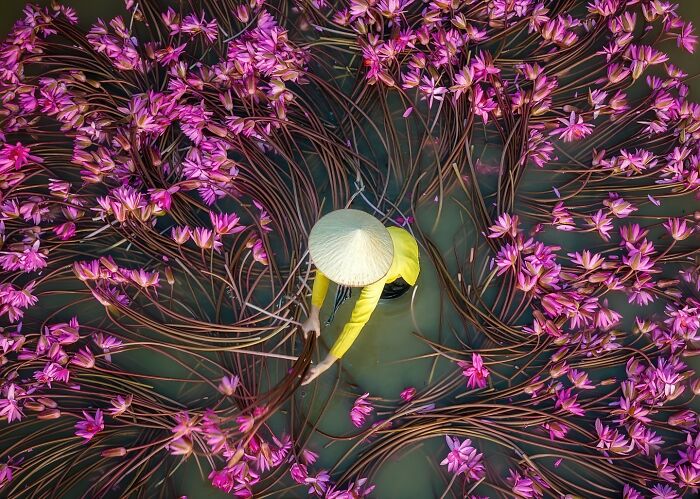 Aerial view of a person in a conical hat surrounded by blooming pink water lilies capturing the soul of Asia in nature.