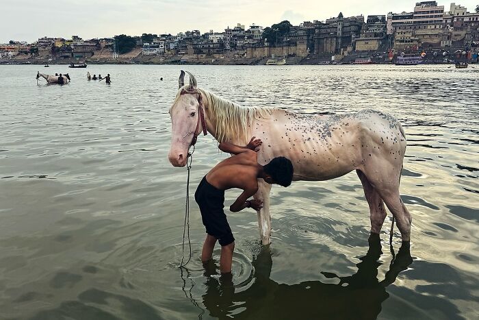 A boy washing a white spotted horse in a river, captured in powerful street photos showcasing the soul of India.