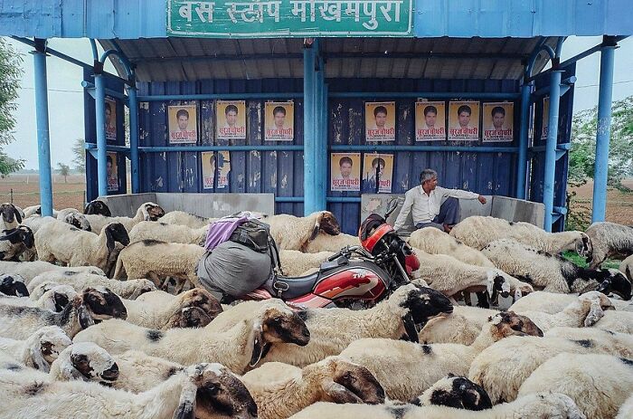 Sheep crowd around a bus stop in rural India with a man sitting among them, capturing the soul of India in street photography.