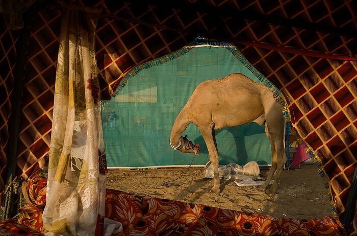 Camel standing inside a decorated tent captured in powerful street photos revealing the soul of India by photographer Rohit Vohra