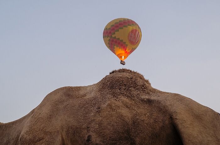 Camel back close-up with a hot air balloon floating above in a street photo capturing the soul of India by Rohit Vohra.