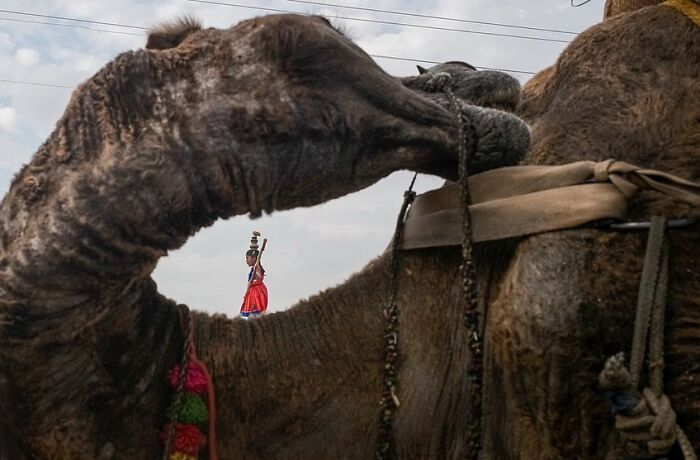 A street photo capturing a person in traditional attire framed by a camel's neck, highlighting powerful street photos of India.